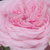 Roz - Trandafir nostalgic - Diadal